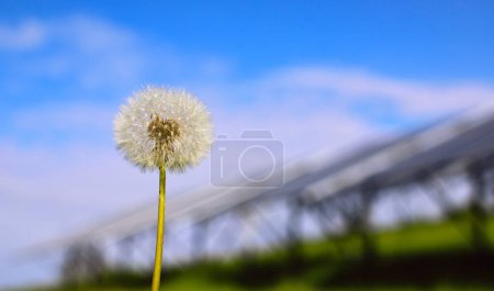 Photo for Dandelion inflorescence of flying parachutes against the background of a saturated summer blue sky. Remote solar panel system. A combination of gentle nature and eco-technologies. - Royalty Free Image