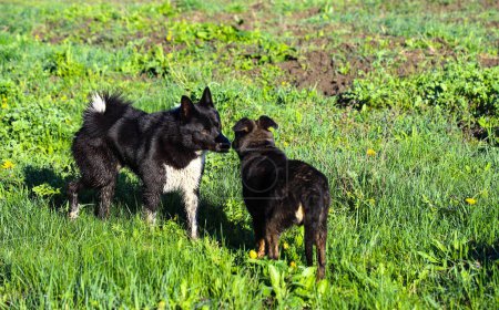 Two black dogs, a larger one and a smaller one, are looking at each other intently. Familiarity for further play. Category of domestic animals.