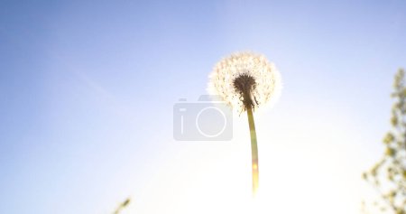 Paraguas blancos, paracaídas de diente de león. Imagen de primer plano de paracaídas blancos en el suelo en los rayos del sol de la mañana, tomada desde abajo contra un cielo azul oscuro. Planta medicinal.