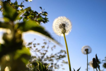 White umbrellas, dandelion parachutes. Close-up image of white parachutes on the ground in the rays of the morning sun, taken from below against a dark blue sky. Medicinal plant.