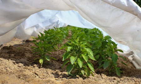  Pepper seedlings are planted in the simplest miniature home greenhouse in the form of a low tunnel and covered with agrofibre. Concept of good harvest, world food crisis
