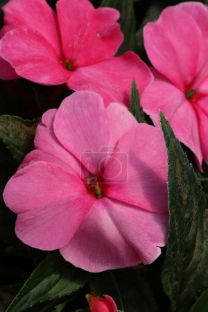 Photo for Pink busy lizzie, Impatiens new guinea group hybrid of unknown variety, flowers in close up with a blurred background of leaves. - Royalty Free Image