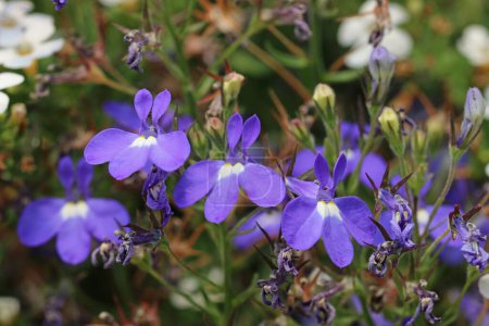 Photo for Blue lobelia, Lobelia erinus of unknown variety, flowers in close up with a blurred background of leaves and faded flowers. - Royalty Free Image