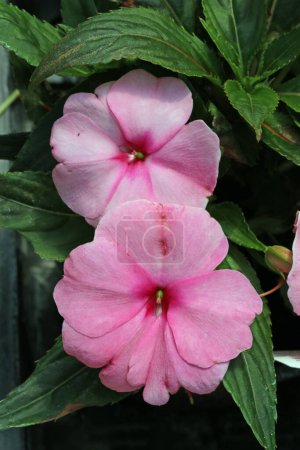 Photo for Pink busy lizzie, Impatiens new guinea group hybrid of unknown variety, flowers in close up with a blurred background of leaves. - Royalty Free Image