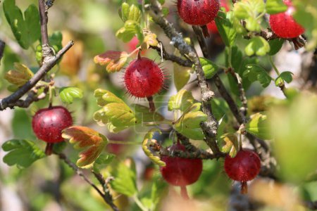 Foto de Grosella, Ribes uva crispa de variedad desconocida, fruta roja madura en primer plano con un fondo borroso de hojas. - Imagen libre de derechos