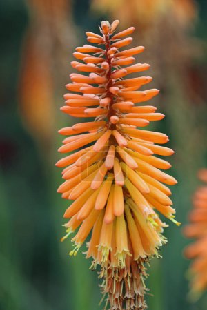 Photo for Orange red hot poker, Kniphofia unknown species and variety, flower spikes with a blurred background of shrubs. - Royalty Free Image