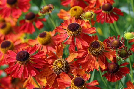 Orange sneezeweed, Helenium unknown species and variety, flowers in close up with a background of blurred leaves.