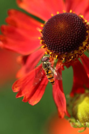 Photo for Orange sneezeweed, Helenium unknown species and variety, flowers in close up with a hoverfly, Episyrphus balteatus, and a background of blurred leaves. - Royalty Free Image
