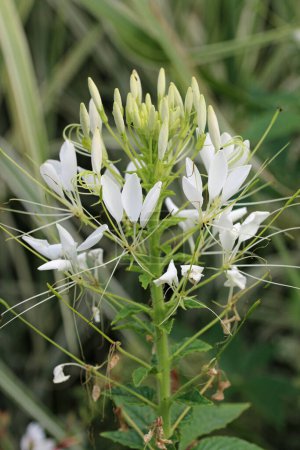 Foto de White dittany, Dictamnus albus, white flower spike with a blurred background of leaves. - Imagen libre de derechos