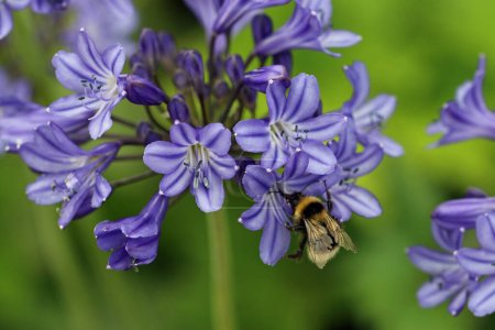 Photo for Blue African lily, Agapanthus, flowers in close up with a bumble bee and a blurred background of leaves. - Royalty Free Image