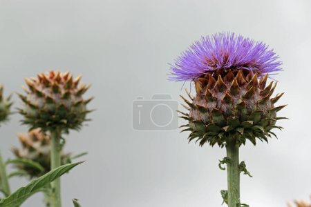 Foto de Cardo cardo púrpura, Cynara cardunculus, brote de flores en primer plano con un cielo gris y brotes más borrosa en el fondo. - Imagen libre de derechos