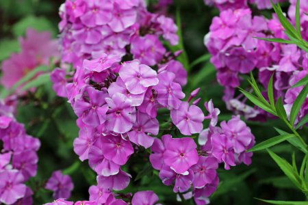 Pink phlox, Phlox paniculata, of unknown variety, flower spikes with a blurred background of leaves and flowers.