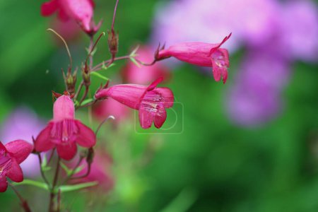Photo for Red foxglove beard tongue, Penstemon variety Garnet, flower spike in close up with a blurred background of leaves. - Royalty Free Image