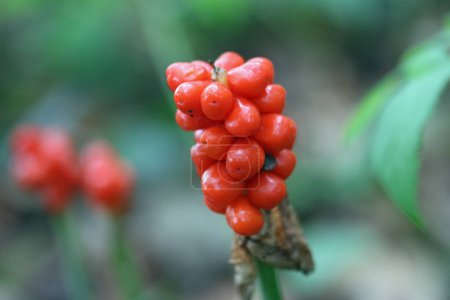 Photo for Red cuckoo pint, Arum maculatum, berries with a blurred background of leaves and berries. - Royalty Free Image