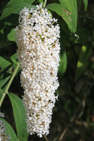 Weißer Schmetterlingsstrauch, Buddleja unbekannter Art und Sorte, Blütenrispe in Nahaufnahme mit einem Hintergrund aus unscharfen Blättern.