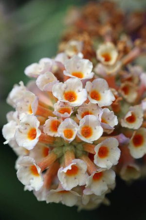 Weißer Schmetterlingsstrauch, Buddleja unbekannter Art und Sorte, Blütenrispe mit orangefarbenem Zentrum in Nahaufnahme mit einem Hintergrund aus unscharfen Blättern.