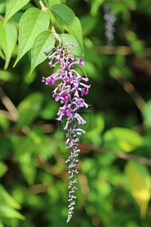Purple butterfly bush, thought to be Buddleja curviflora, flower panicle with a background of blurred leaves.