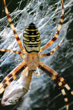 Black and yellow wasp spider, Argiope bruennichi, on a web in close up with prey wrapped in silk with a dark blurred background.