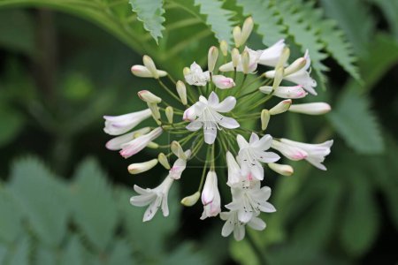 White and pink African lily, Agapanthus of unknown species and variety, flowers with a blurred background of fern fronds.