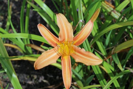 Naranja daylily, Hemerocallis especies desconocidas y variedad, flor en primer plano con un fondo borroso de hojas.
