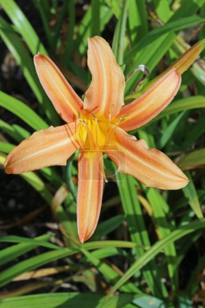 Orange daylily, Hemerocallis unknown species and variety, flower in close up with a blurred background of leaves.