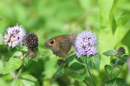 Pink mint, Mentha of unknown species, flower with a meadow brown butterfly, Maniola jurtina, feeding on nectar, in close up with a blurred background of leaves.