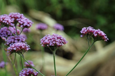 Clusters of purple Argentinian vervain, Verbena bonariensis, flowers in close up with a background of blurred leaves.