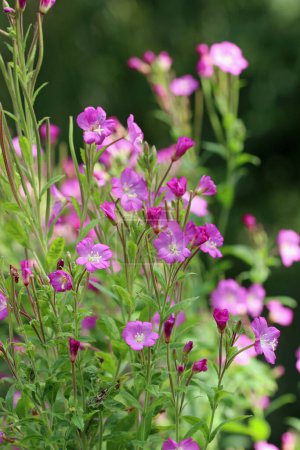 Pink great hairy willowherb, Epilobium hirsutum, flower spikes with a blurred background of flowers and leaves.