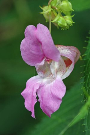 Rosafarbener Himalaya-Balsam, Impatiens glandulifera, blüht in Nahaufnahme mit einem verschwommenen Hintergrund aus Blättern.