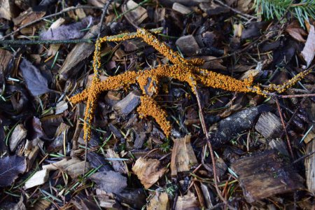 Orange fungus grows on branches atop rotting wood chips and leaves