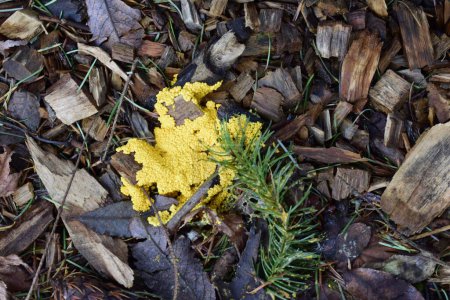 Yellow fungus spreads on wood chips with green pine branch overlapping