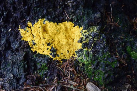 Yellow fungus spreads on trunk of tree with moss