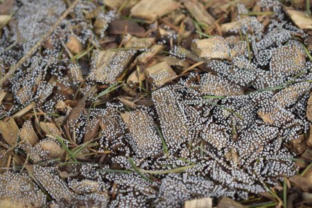 Gros plan de la doublure de champignons tachetés blancs copeaux de bois frais