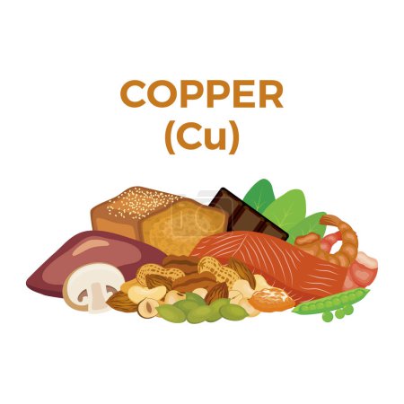 Téléchargez les illustrations : Copper (Cu) in food icon vector. Copper food sources vector illustration isolated on a white background. Liver offal, meat, seafood, nuts, wholemeal bread vector. Pile of healthy fresh food drawing - en licence libre de droit