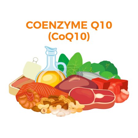 Coenzima Q10 (CoQ10) en el vector icono de los alimentos. Coenzima Q10 fuentes de alimentación ilustración vectorial aislado sobre un fondo blanco. Hígado, carne, mariscos, nueces, vector de aceite. Montón de dibujo de alimentos frescos saludables