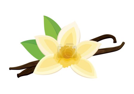 Flor de vainilla flor y especias icono vector. Flor de vainilla de orquídea y vainilla seca vectores aislados sobre fondo blanco
