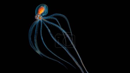 Photo for Glass octopus in the Atlantic Ocean off Cabo Verde - Royalty Free Image