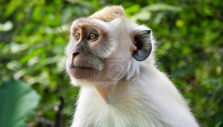 Photo for Indian monkey close up isolated - Royalty Free Image