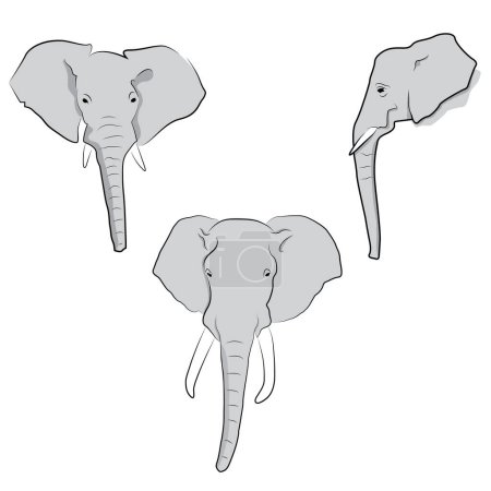 Foto de Ilustración de cabezas de elefante sobre el fondo blanco - Imagen libre de derechos