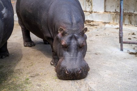 Téléchargez les photos : Hippopotame dans la cage du zoo de Belgrade. - en image libre de droit