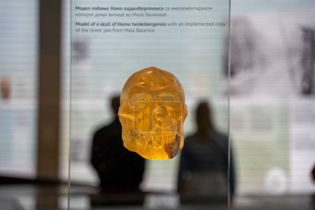 Foto de Modelo de un cráneo de Homo heidelbergensis en el Museo Nacional de Serbia. Belgrado, Serbia - 2 de abril de 2023. - Imagen libre de derechos