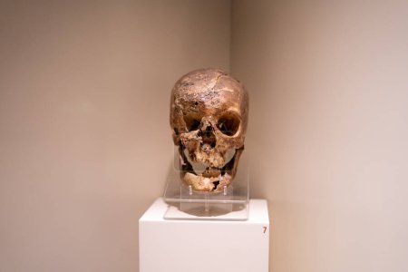 Foto de Cráneo de Midas en el Museo de Civilizaciones Anatólicas (Anadolu Medeniyetleri Muzesi). Ankara, Turquía - 16 de agosto de 2023. - Imagen libre de derechos