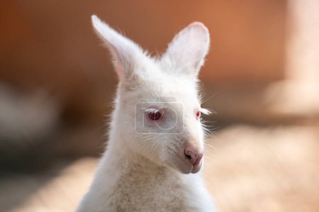 Photo for The white kangaroo in the Zoo cage. Kangaroos are four marsupials from the family Macropodidae. - Royalty Free Image
