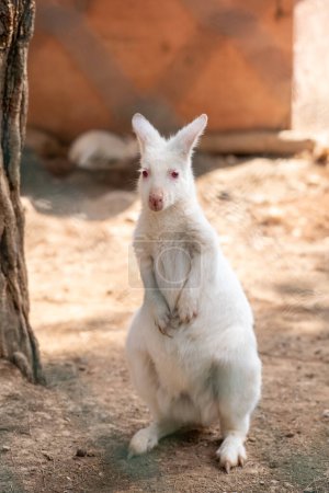 Foto de El canguro blanco en la jaula del zoológico. Los canguros son cuatro marsupiales de la familia Macropodidae.. - Imagen libre de derechos