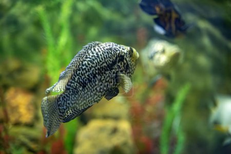 Foto de El pez oscar en el acuario del Zoo. Astronotus ocellatus es una especie de peces de la familia de los cíclidos.. - Imagen libre de derechos