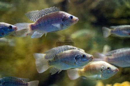 Photo for The Nile tilapia fish in the Zoo aquarium. The Nile tilapia (Oreochromis niloticus) is a species of tilapia, a cichlid fish native to parts of Africa and the Levant, particularly Israel and Lebanon. - Royalty Free Image
