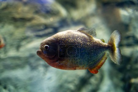 Foto de El pez piraña roja en el acuario del Zoo. Pygocentrus nattereri es un tipo de piraña. - Imagen libre de derechos