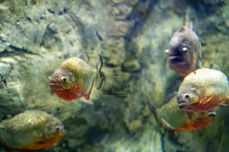 Foto de El pez piraña roja en el acuario del Zoo. Pygocentrus nattereri es un tipo de piraña. - Imagen libre de derechos