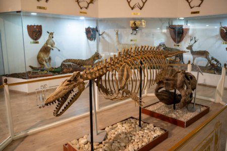 Photo for Dorudon skeleton in the Museum of Zoology and Nature. Dorudon is a genus of extinct basilosaurid ancient whales. Gaziantep, Turkey - November 3, 2024. - Royalty Free Image
