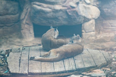 Téléchargez les photos : Cougars dans la cage au zoo. - en image libre de droit